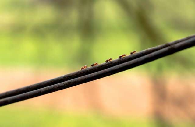 Insects Insects