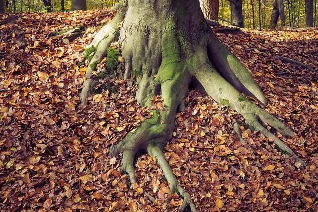 Tree Roots Tree Roots